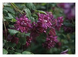 CLEMATIS viticella 'Purpurea Plena'